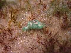 Lamprohaminoea cymbalum