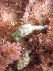 Lamprohaminoea cymbalum