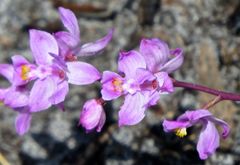 Calopogon multiflorus