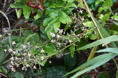 Lactuca raddeana