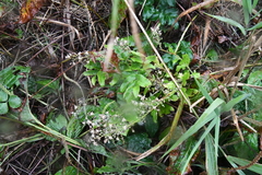 Lactuca raddeana