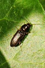 Cardiophorus