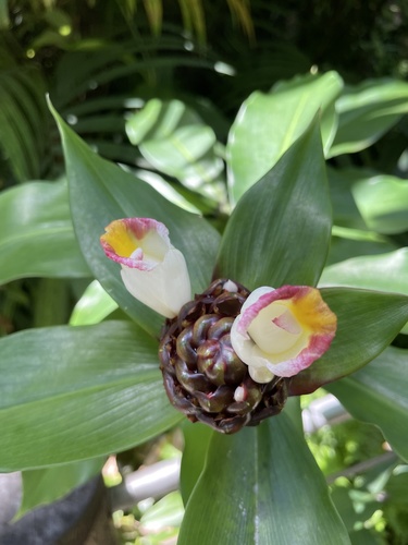 Costus lucanusianus observed 2021-10-01