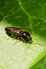 Cardiophorus