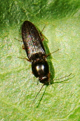 Cardiophorus