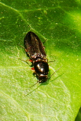 Cardiophorus