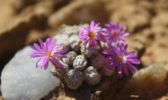 Conophytum