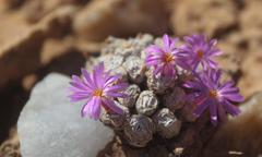 Conophytum