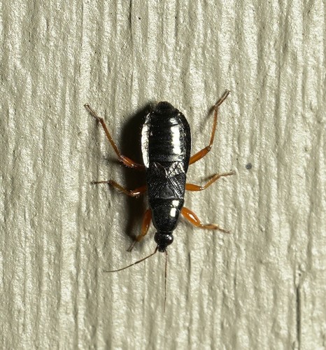 Subgenus Lampropagasa · iNaturalist