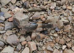 Sphingonotus scabriculus