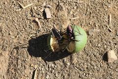 Acanthoplus discoidalis