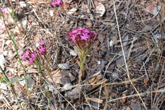 Pistorinia hispanica