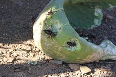 Acanthoplus discoidalis