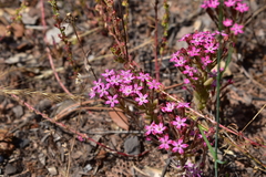 Pistorinia hispanica