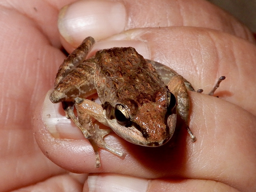 Beddome's Frog