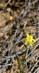 Moraea demissa