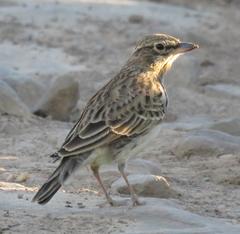 Galerida magnirostris magnirostris
