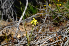 Moraea demissa