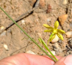 Moraea demissa