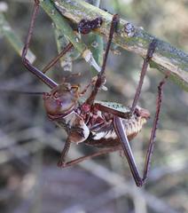 Acanthoplus longipes