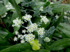 Capnophyllum africanum