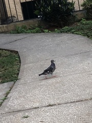 Columba livia