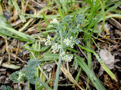 Capnophyllum africanum