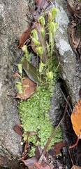 Pterostylis crispula