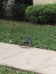 Columba livia