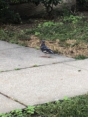 Columba livia