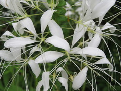 Cleome speciosa
