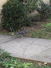 Columba livia