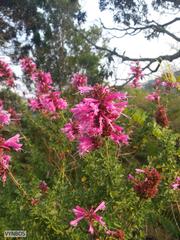 Syncolostemon densiflorus