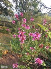 Syncolostemon densiflorus
