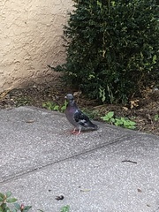 Columba livia