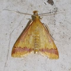 Hyalorista