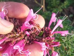 Syncolostemon densiflorus