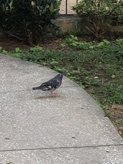 Columba livia
