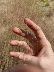 Muhlenbergia pungens