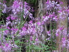 Cleome speciosa