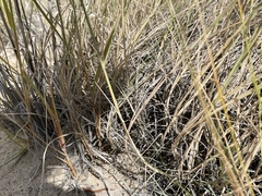 Muhlenbergia pungens