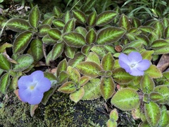 Gesnerieae