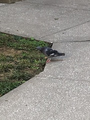 Columba livia