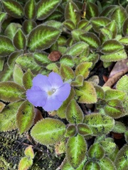 Gesnerieae
