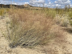 Muhlenbergia pungens