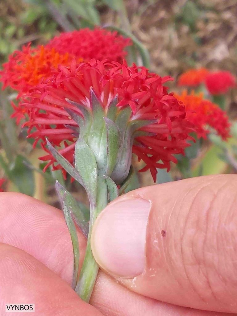 Senecio welwitschii O.Hoffm. 3