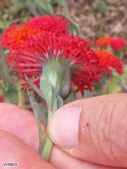 Kleinia fulgens