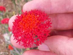 Kleinia fulgens