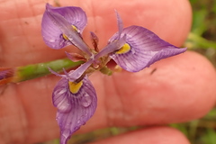 Moraea algoensis