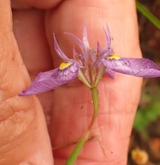 Moraea algoensis